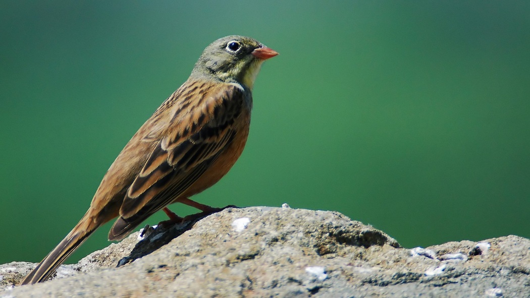 Ortolan Bunting