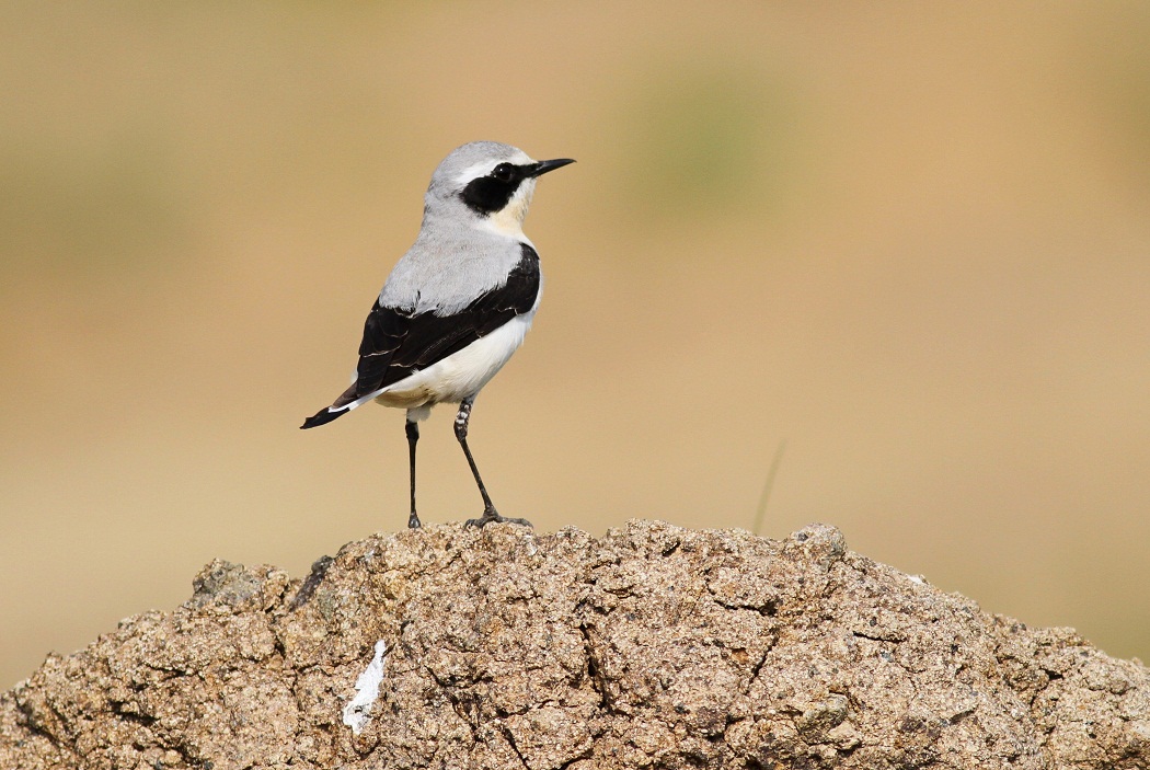 Northern Wheatear