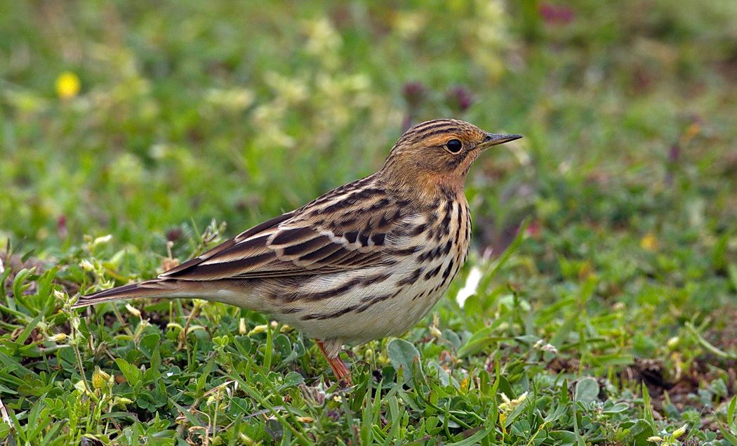 Red-throated Pipit