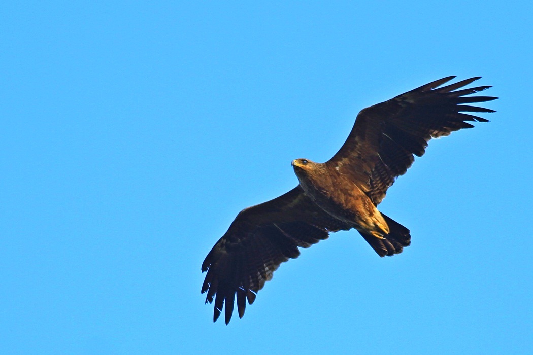 Lesser Spotted Eagle
