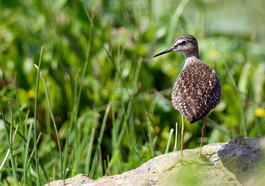 Wood Sandpiper