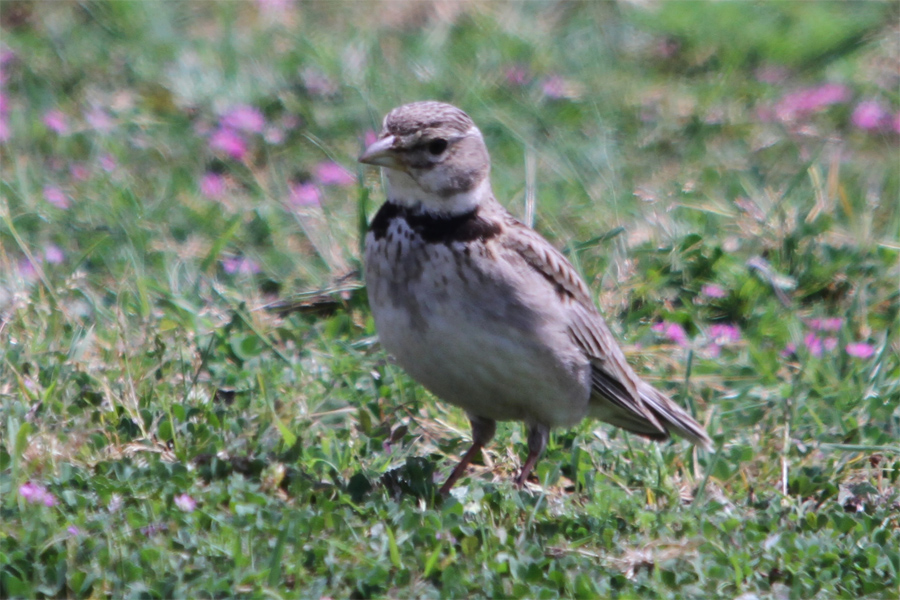 Calandra Lark