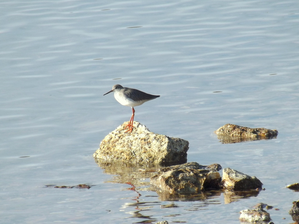 Common Redshank