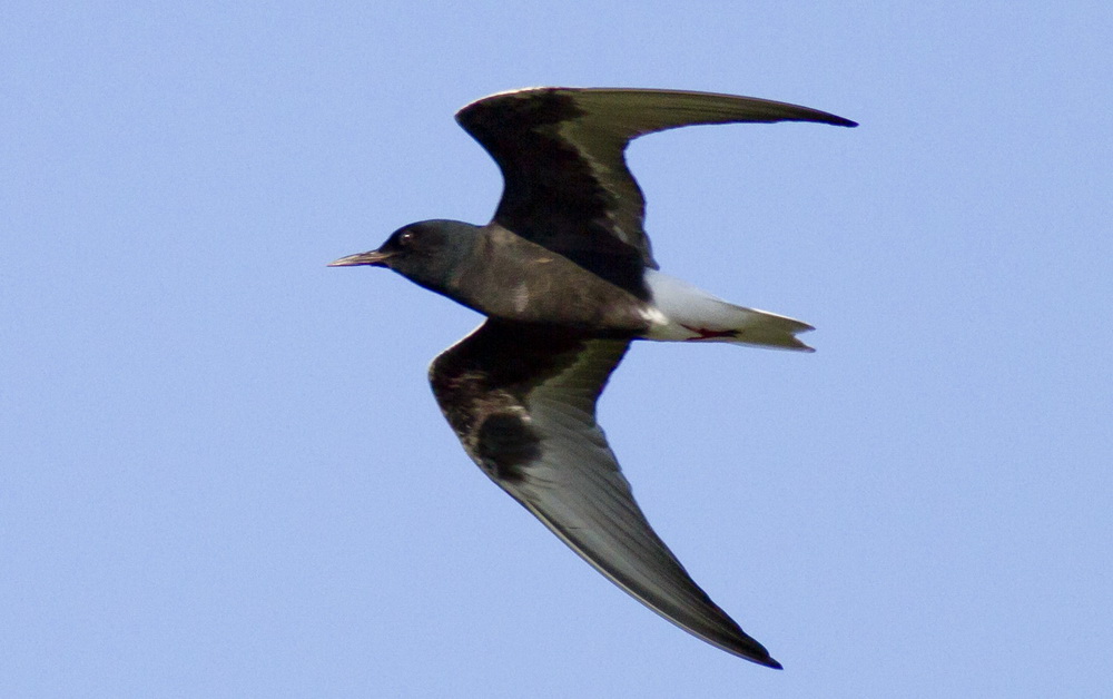 White-winged Tern