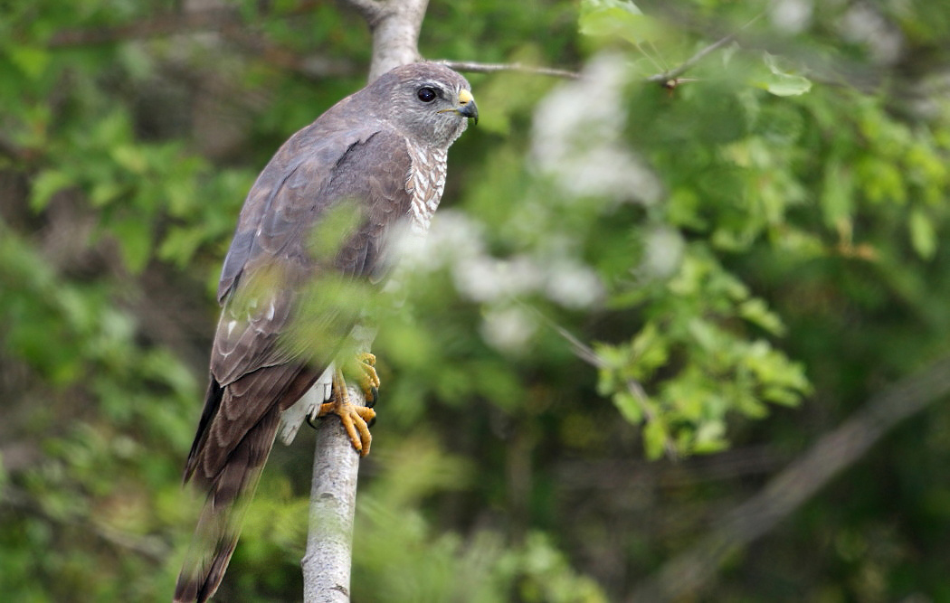 Levant Sparrowhawk