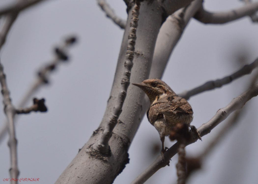 Eurasian Wryneck