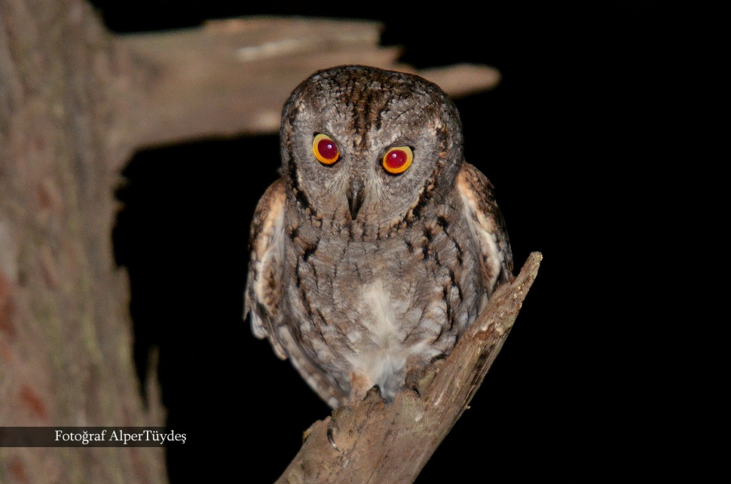 Eurasian Scops Owl