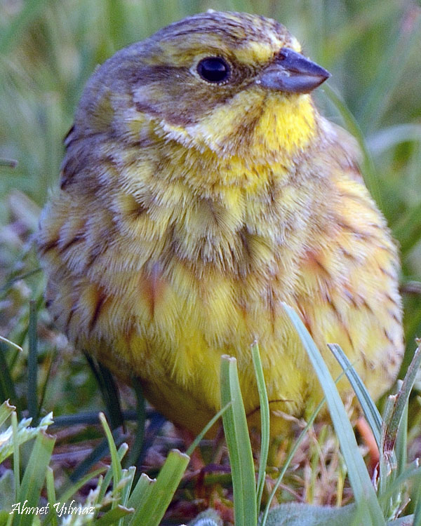 Yellowhammer