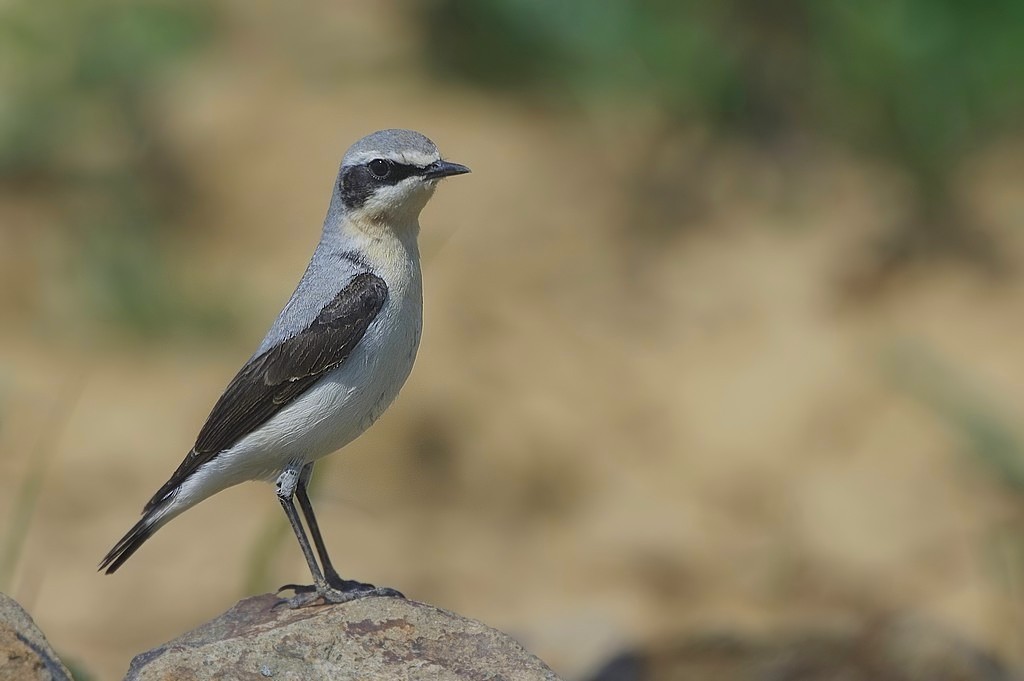 Northern Wheatear
