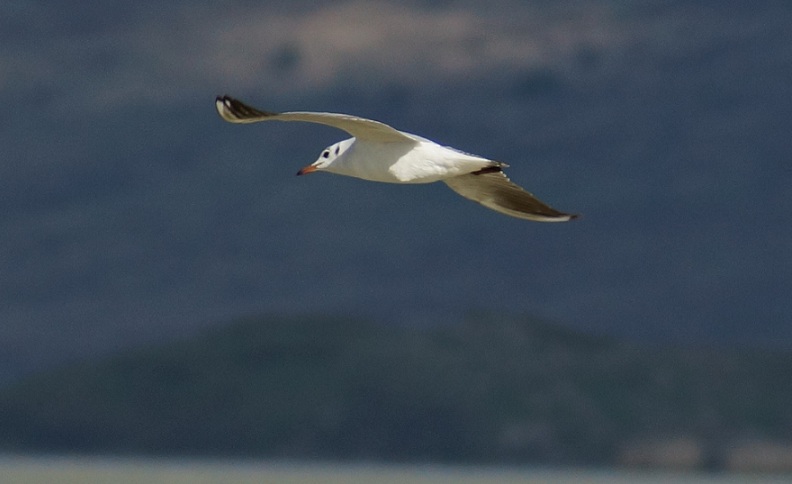 Black-headed Gull