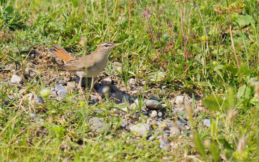 Rufous-tailed Scrub Robin