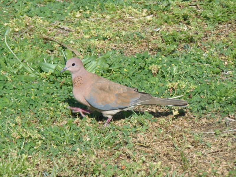 Laughing Dove