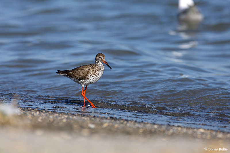 Common Redshank