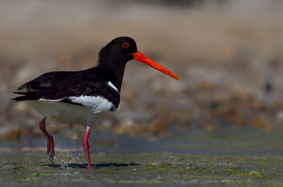 Eurasian Oystercatcher