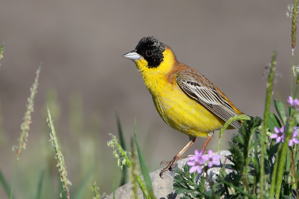 Black-headed Bunting