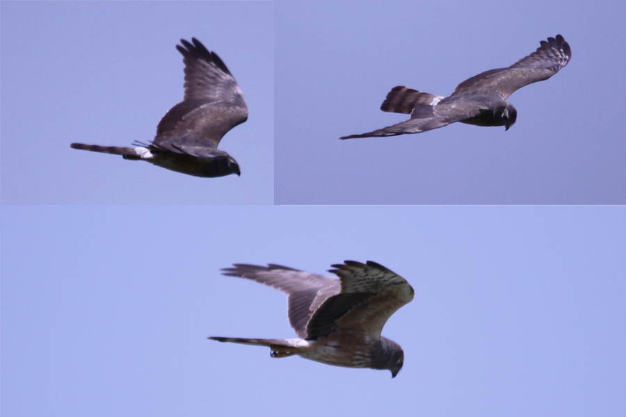 Montagu`s Harrier