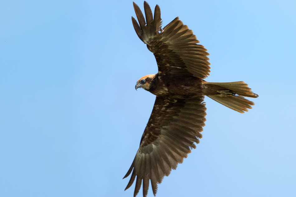 Western Marsh Harrier