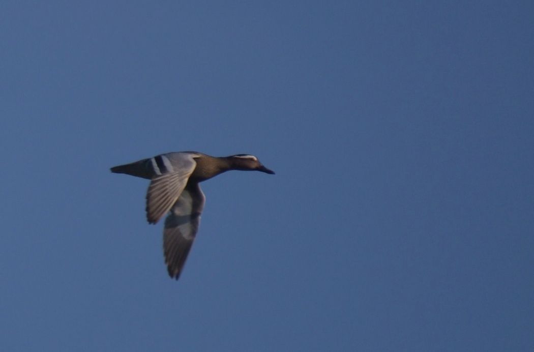 Garganey