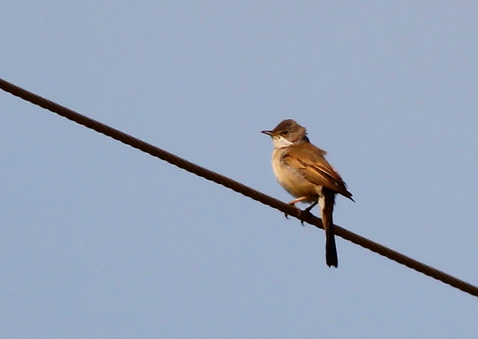 Common Whitethroat