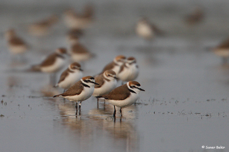 Kentish Plover