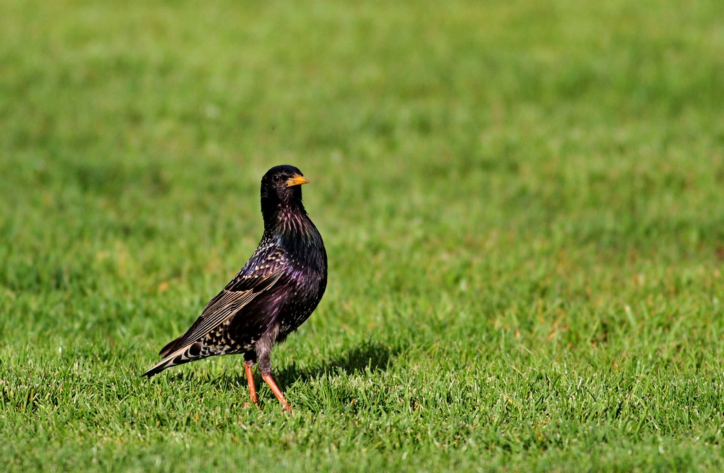 Common Starling