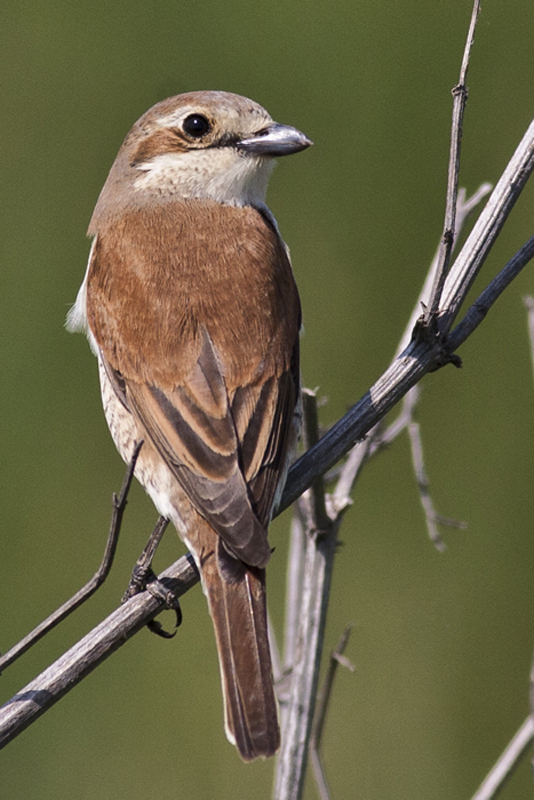 Red-backed Shrike