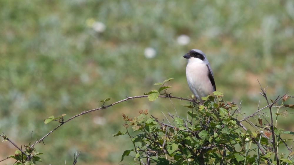 Lesser Grey Shrike