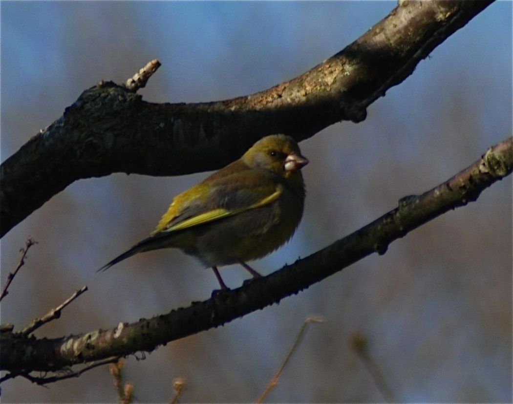European Greenfinch