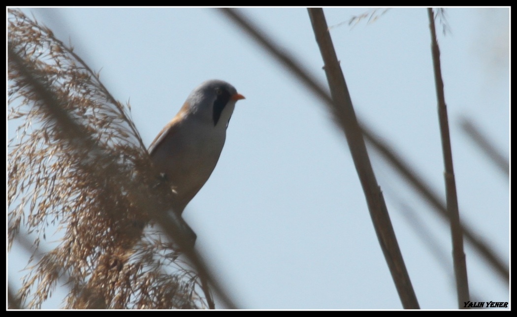 Bearded Reedling