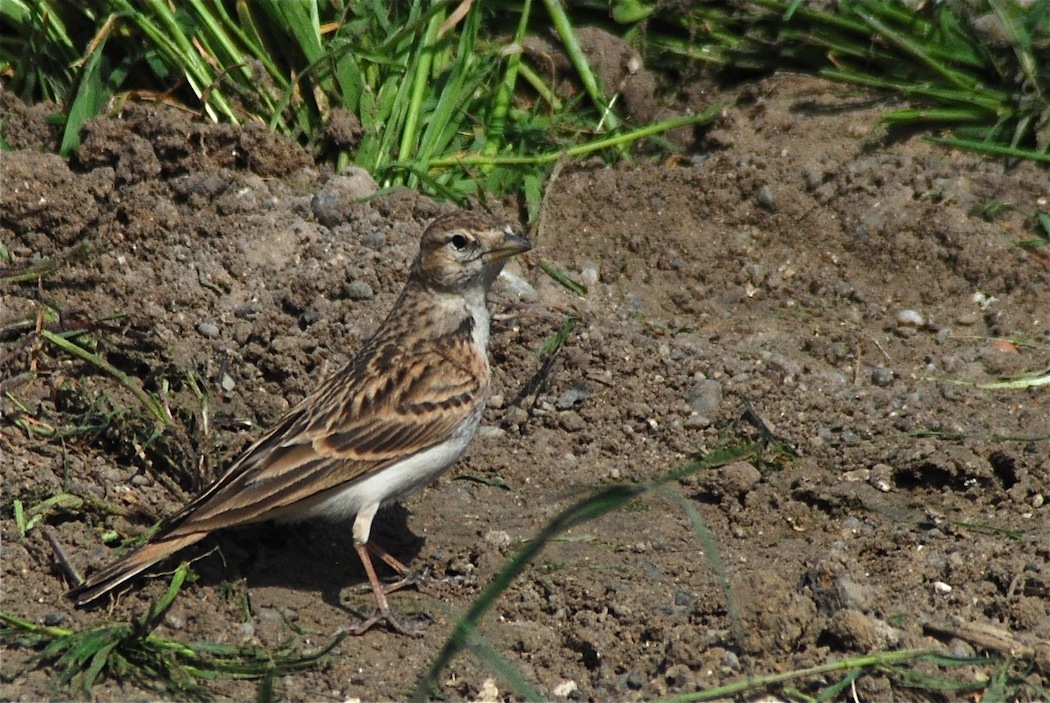 Greater Short-toed Lark