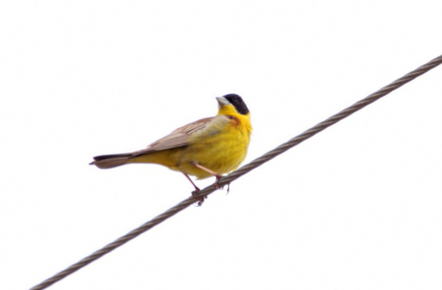 Black-headed Bunting
