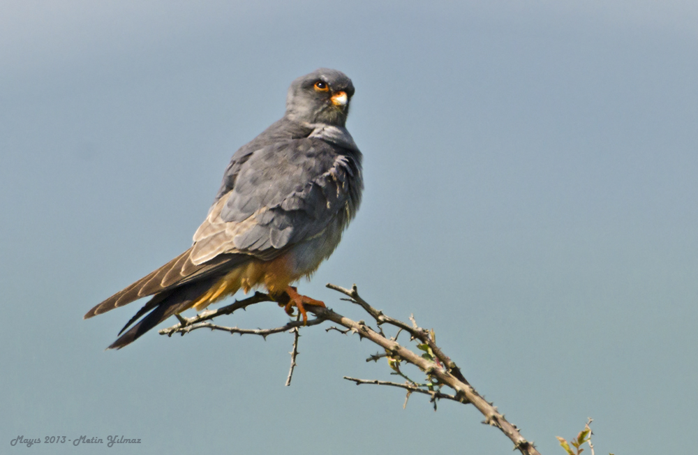 Red-footed Falcon
