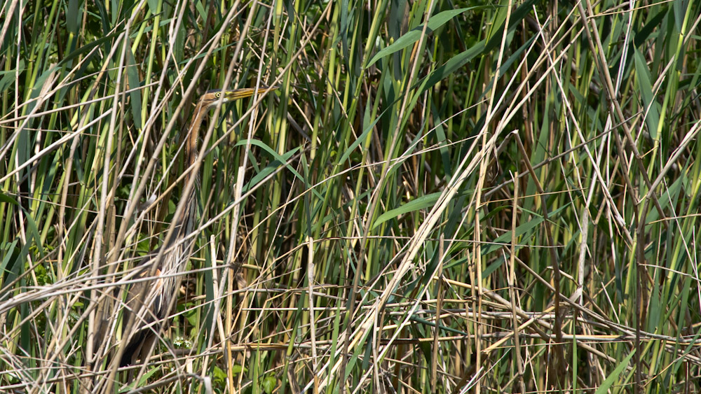 Purple Heron