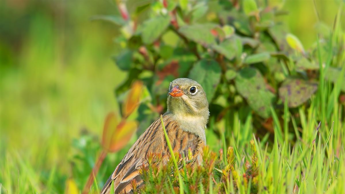 Ortolan Bunting