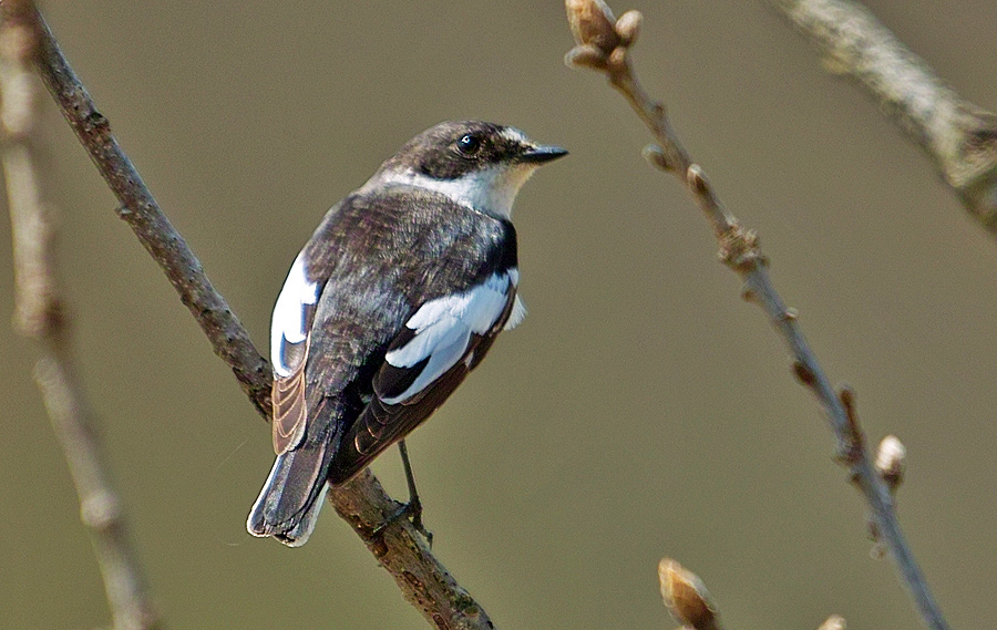 Semicollared Flycatcher
