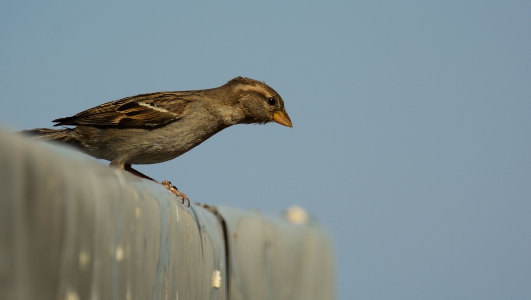 House Sparrow