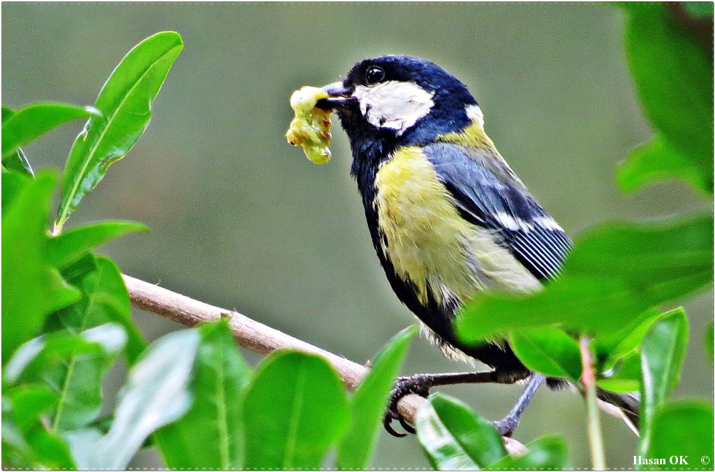 Great Tit