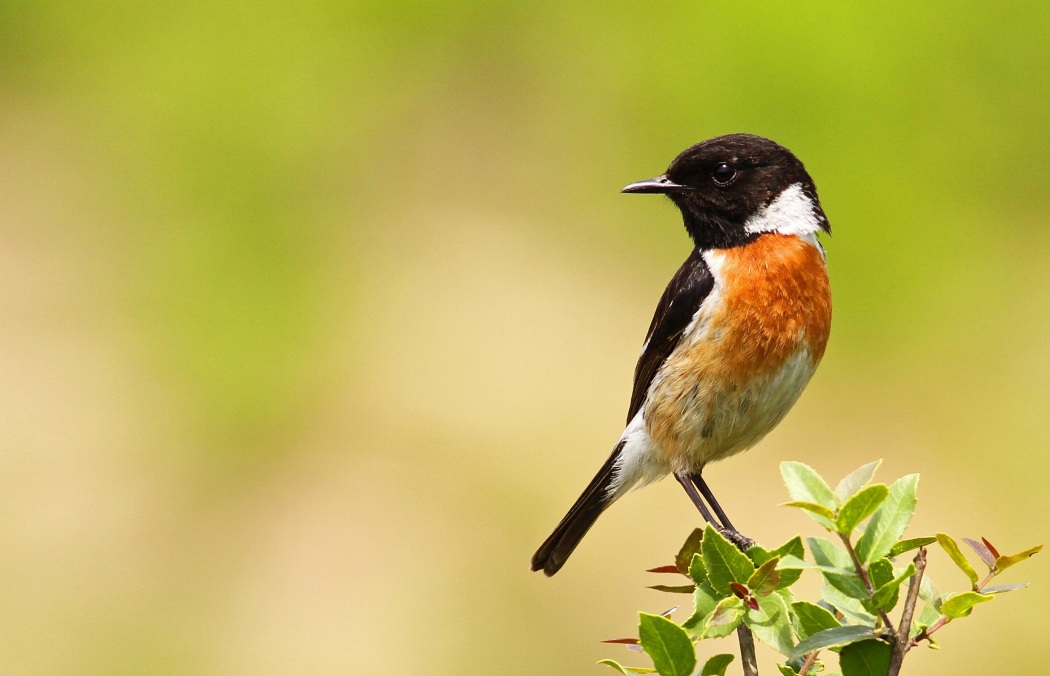 European Stonechat