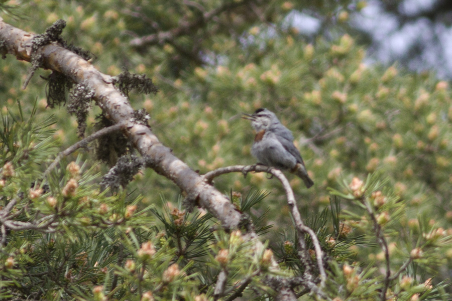 Krüper`s Nuthatch