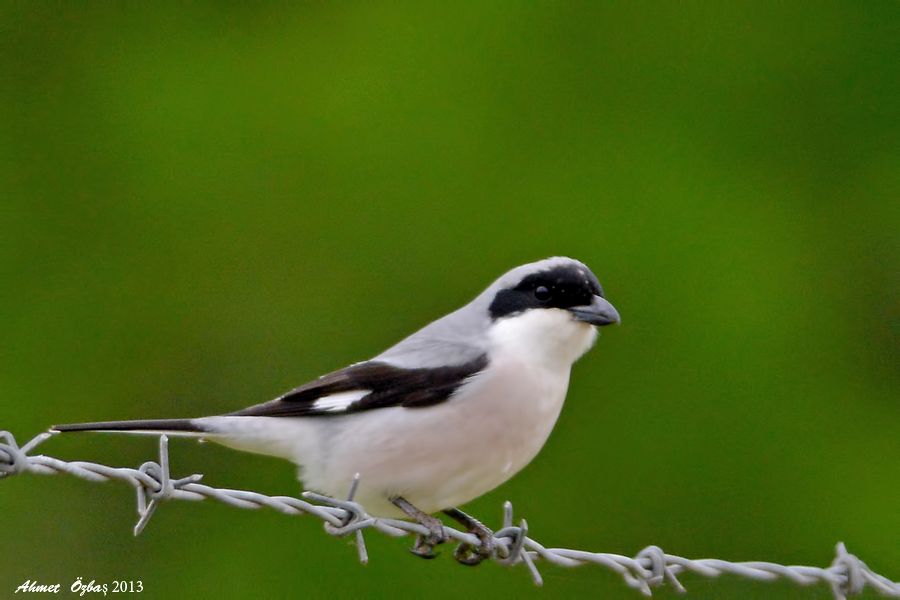 Lesser Grey Shrike