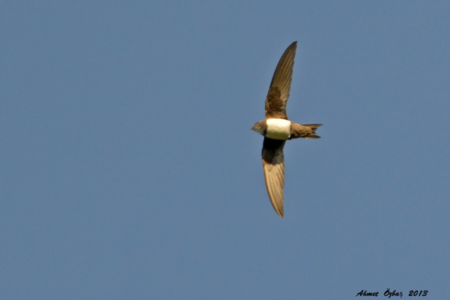 Alpine Swift