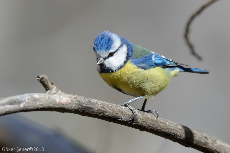 Eurasian Blue Tit