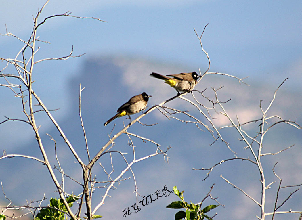 White-spectacled Bulbul
