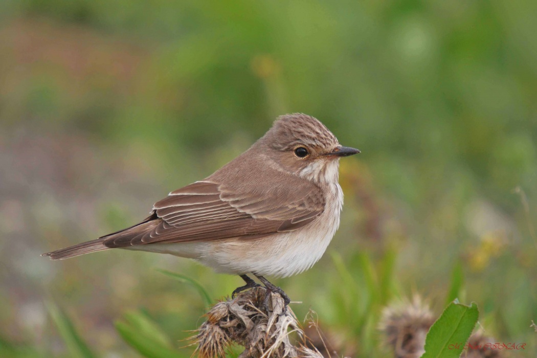 Spotted Flycatcher