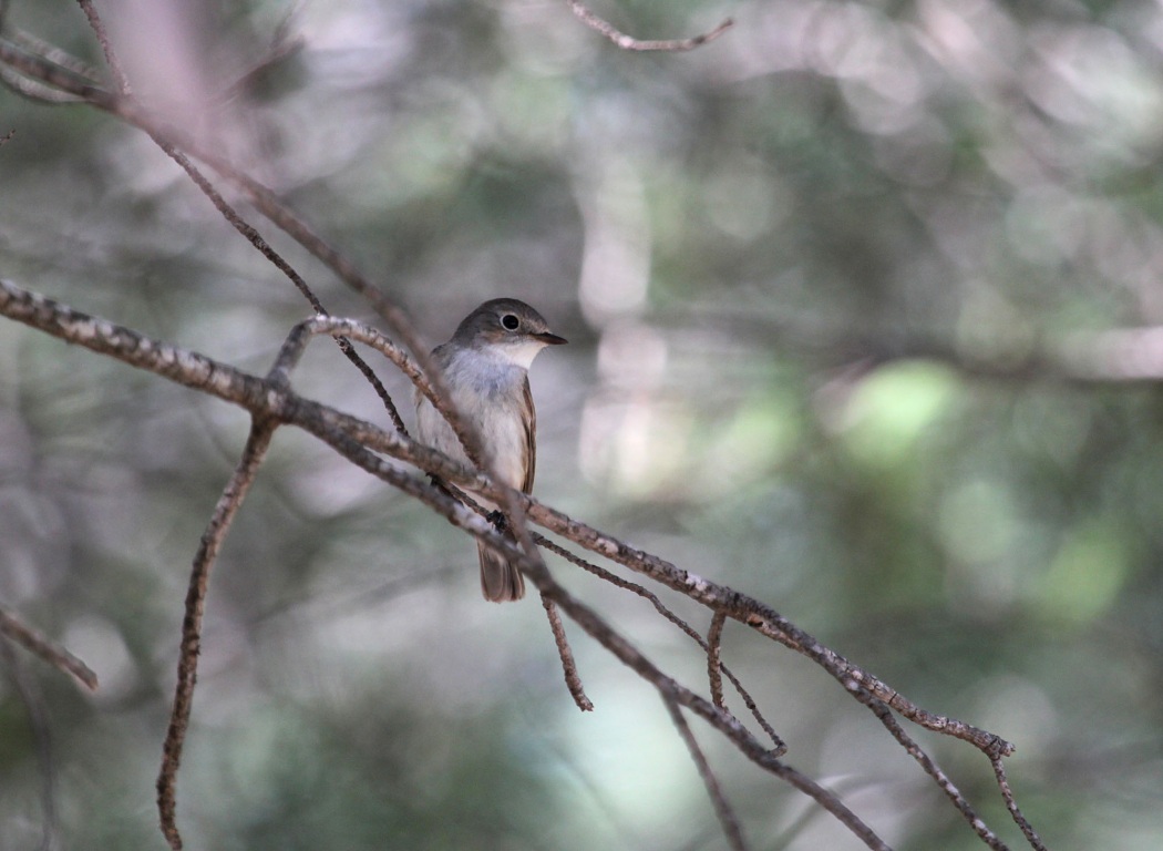 Red-breasted Flycatcher