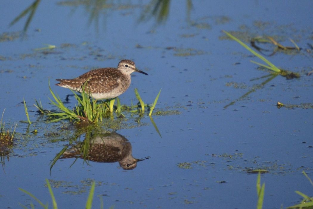 Wood Sandpiper