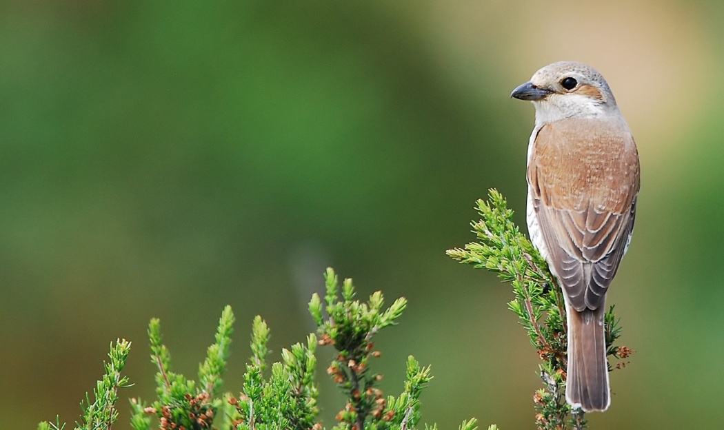 Red-backed Shrike