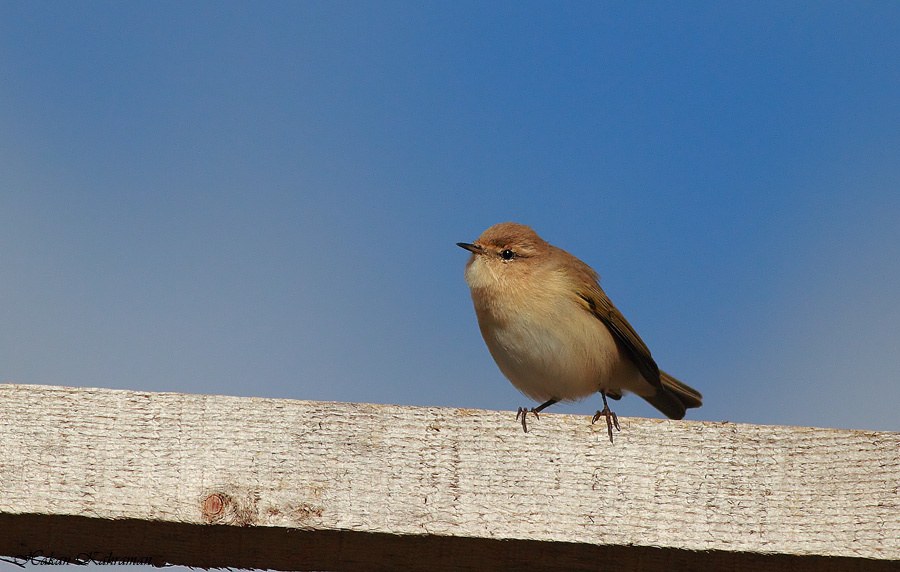Mountain Chiffchaff