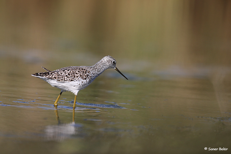 Marsh Sandpiper