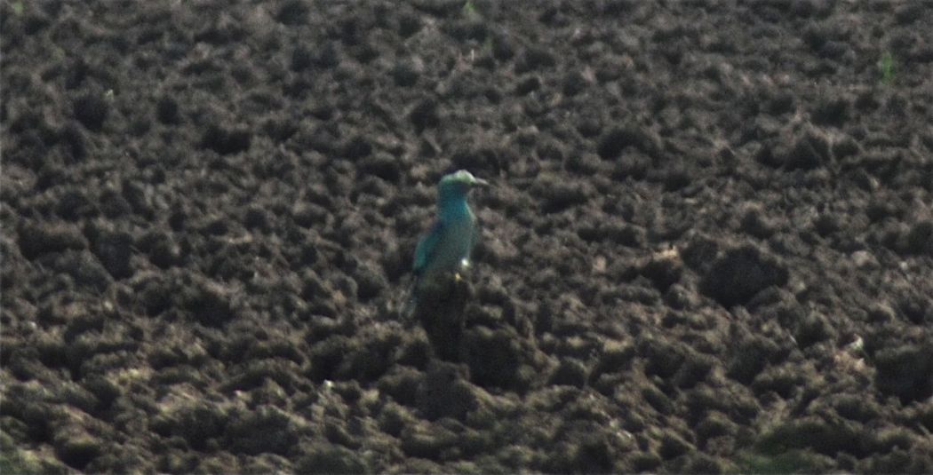 European Roller